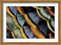 Framed South American Ocellated Turkey