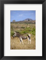 Framed South Africa, Zulu Nyala Game Reserve, Zebra