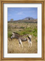 Framed South Africa, Zulu Nyala Game Reserve, Zebra