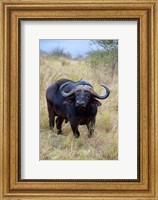 Framed South Africa, Zulu Nyala GR, Cape Buffalo