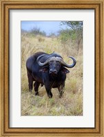 Framed South Africa, Zulu Nyala GR, Cape Buffalo