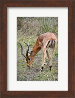 Framed South Africa, Zulu Nyala GR, Impala wildlife