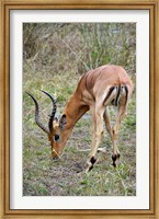 Framed South Africa, Zulu Nyala GR, Impala wildlife