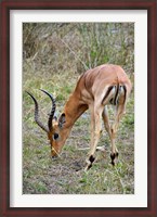 Framed South Africa, Zulu Nyala GR, Impala wildlife