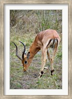 Framed South Africa, Zulu Nyala GR, Impala wildlife