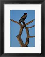 Framed South Africa, Kgalagadi, Bateleur, African raptor bird