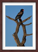 Framed South Africa, Kgalagadi, Bateleur, African raptor bird