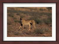 Framed South Africa, Kgalagadi Transfrontier Park, Cheetah