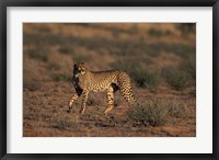 Framed South Africa, Kgalagadi Transfrontier Park, Cheetah
