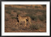 Framed South Africa, Kgalagadi Transfrontier Park, Cheetah