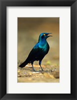 Framed South Africa, Kruger, Greater Blue Eared Starling bird