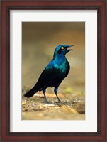 Framed South Africa, Kruger, Greater Blue Eared Starling bird