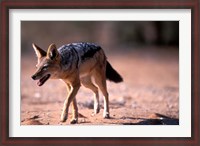 Framed South Africa, Kgalagadi, Kalahari, Black Backed Jackal