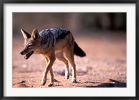 Framed South Africa, Kgalagadi, Kalahari, Black Backed Jackal