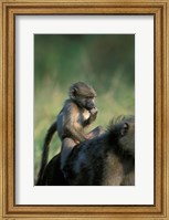 Framed South Africa, Kruger NP, Chacma Baboon troop in grass