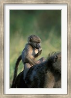 Framed South Africa, Kruger NP, Chacma Baboon troop in grass