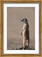 Framed South Africa, Kgalagadi, Meerkat, Mongoose