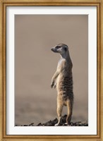 Framed South Africa, Kgalagadi, Meerkat, Mongoose