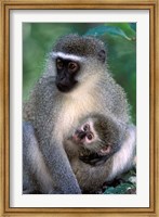 Framed South Africa, Tsitsikamma NP, Vervet Monkey, rainforest