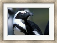 Framed Close up of African Penguin
