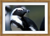 Framed Close up of African Penguin