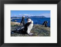 Framed South Africa, Simon's Town, Jackass Penguin, coastline