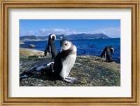 Framed South Africa, Simon's Town, Jackass Penguin, coastline