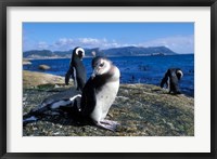 Framed South Africa, Simon's Town, Jackass Penguin, coastline