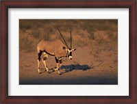 Framed South Africa, Kalahari Desert, Gemsbok wildlife