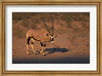 Framed South Africa, Kalahari Desert, Gemsbok wildlife