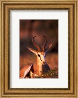 Framed South Africa, Springbok wildlife, Kalahari Desert