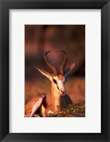 Framed South Africa, Springbok wildlife, Kalahari Desert