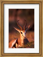 Framed South Africa, Springbok wildlife, Kalahari Desert
