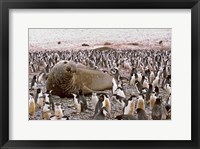 Framed Southern Elephant Seal big bull and chinstrap penguins, wildlife, South Georgia