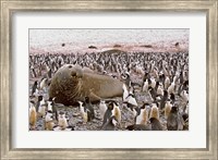 Framed Southern Elephant Seal big bull and chinstrap penguins, wildlife, South Georgia
