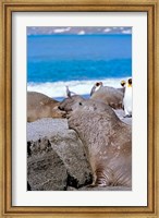Framed Southern Elephant Seal bull waiting  to mate, Island of South Georgia