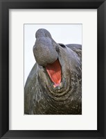 Framed Southern Elephant Seal bull, South Georgia