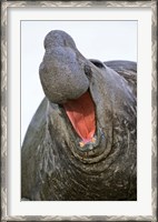Framed Southern Elephant Seal bull, South Georgia