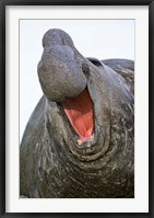 Framed Southern Elephant Seal bull, South Georgia