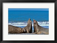 Framed Fighting Elephant Seal cows, South Georgia
