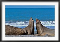 Framed Fighting Elephant Seal cows, South Georgia