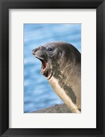 Framed Southern Elephant Seal cow mating season, South Georgia