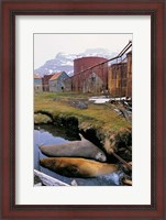 Framed Southern Elephant Seal in ruins of old whaling station, Island of South Georgia