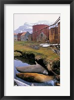 Framed Southern Elephant Seal in ruins of old whaling station, Island of South Georgia