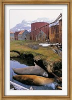 Framed Southern Elephant Seal in ruins of old whaling station, Island of South Georgia