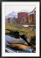 Framed Southern Elephant Seal in ruins of old whaling station, Island of South Georgia