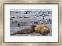 Framed Southern Elephant Seal pub suckling milk from mother, Island of South Georgia