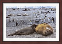 Framed Southern Elephant Seal pub suckling milk from mother, Island of South Georgia
