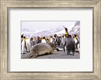 Framed Southern Elephant Seal weaned pup in colony of King Penguins