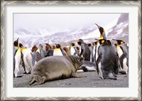 Framed Southern Elephant Seal weaned pup in colony of King Penguins